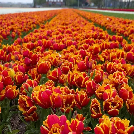In Netherlands With Accessible Design Holiday home *